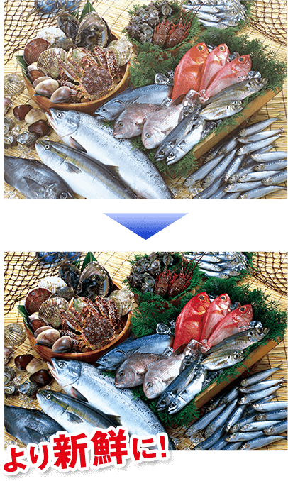 鮮魚用LED使用イメージ